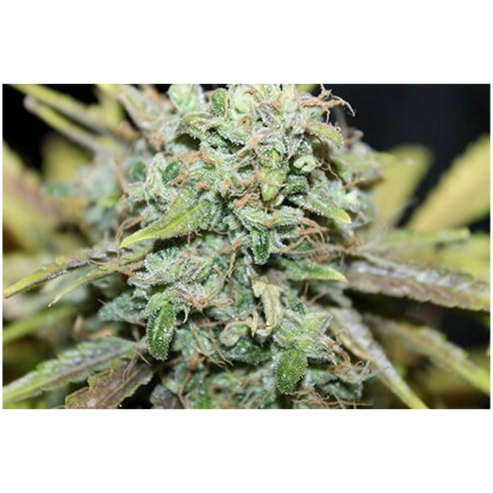 BULK- Amnesia Auto (feminised) 100 Samen