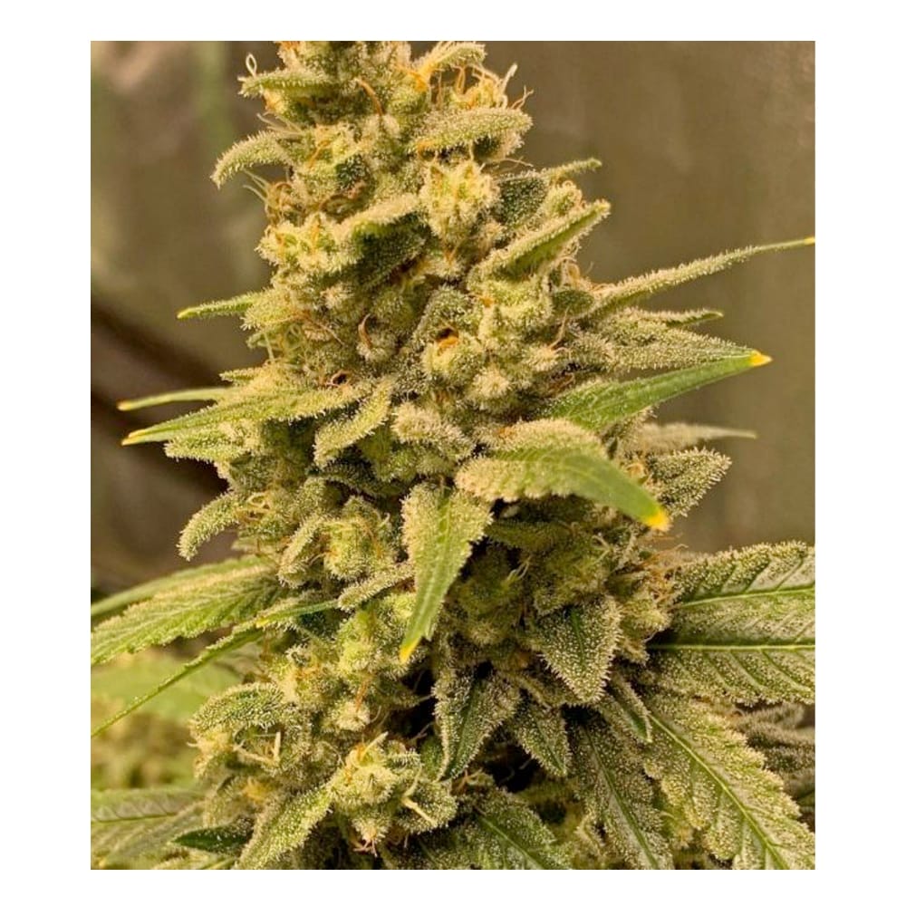 BULK- Gorilla Glue #4 Fast (feminised) 100 Samen