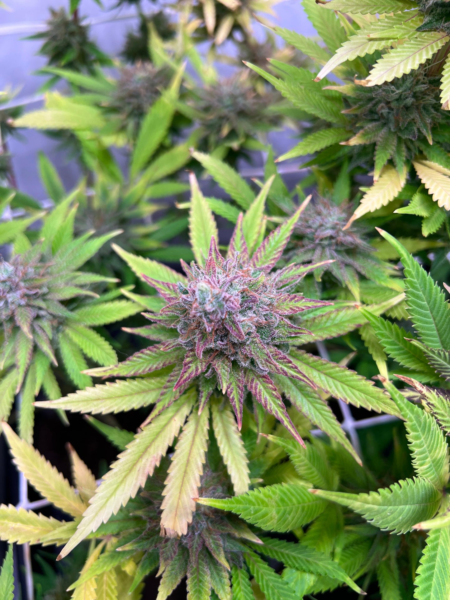 Black Domina x New York Diesel (SweetGreens Genetics) Samen, feminisiert