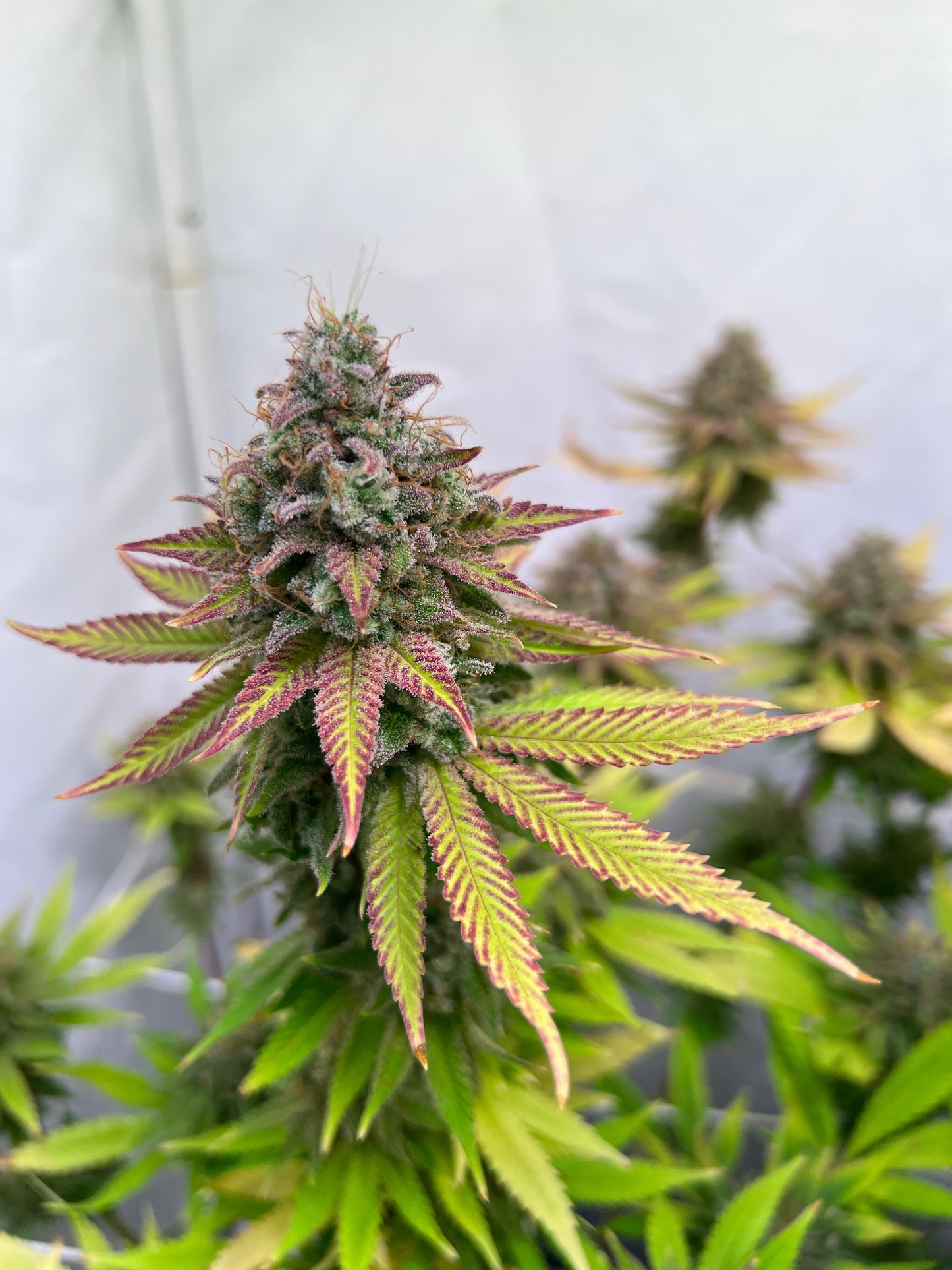 Black Domina x New York Diesel (SweetGreens Genetics) Samen, feminisiert
