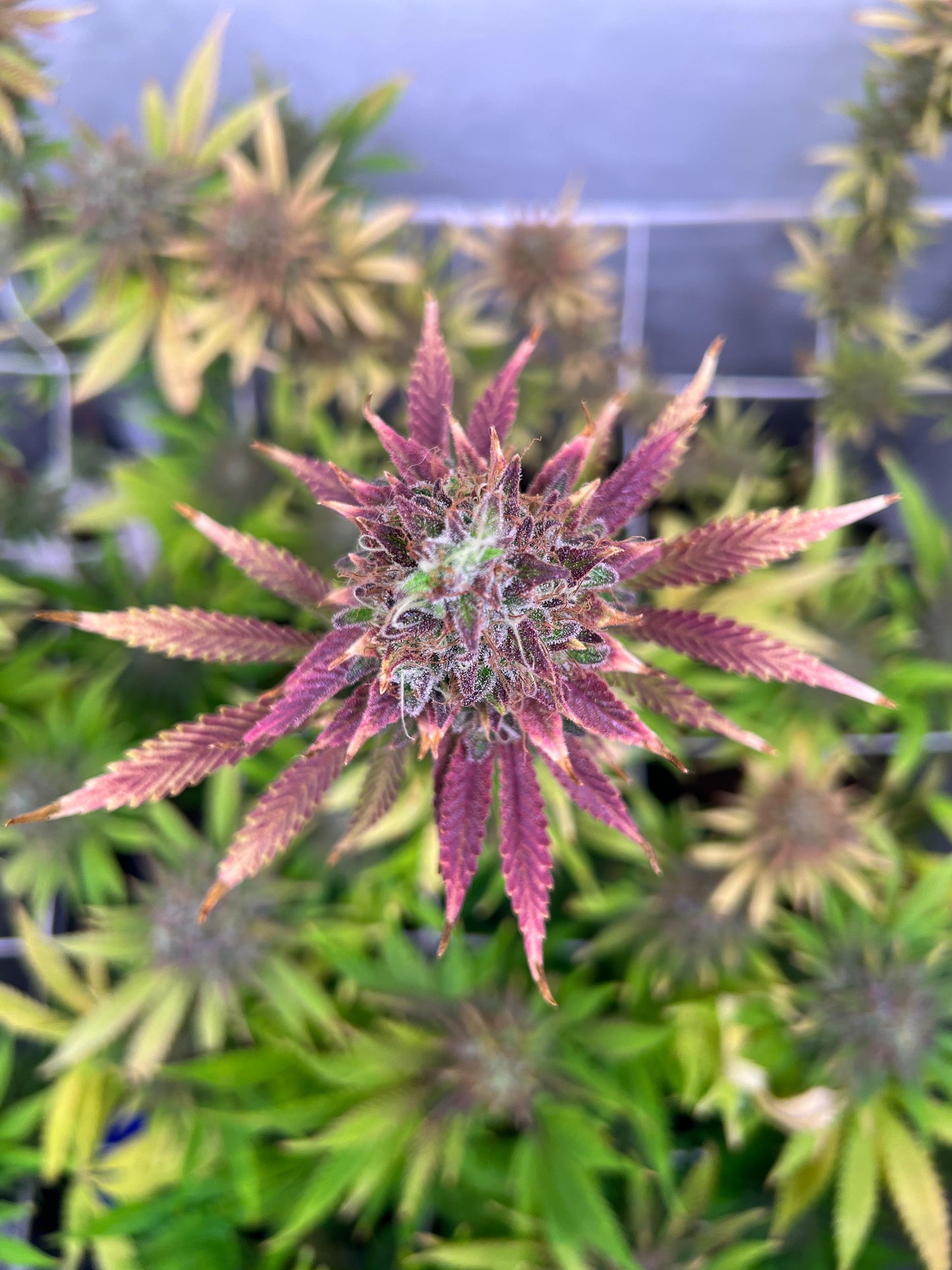 Black Domina x New York Diesel (SweetGreens Genetics) Samen, feminisiert