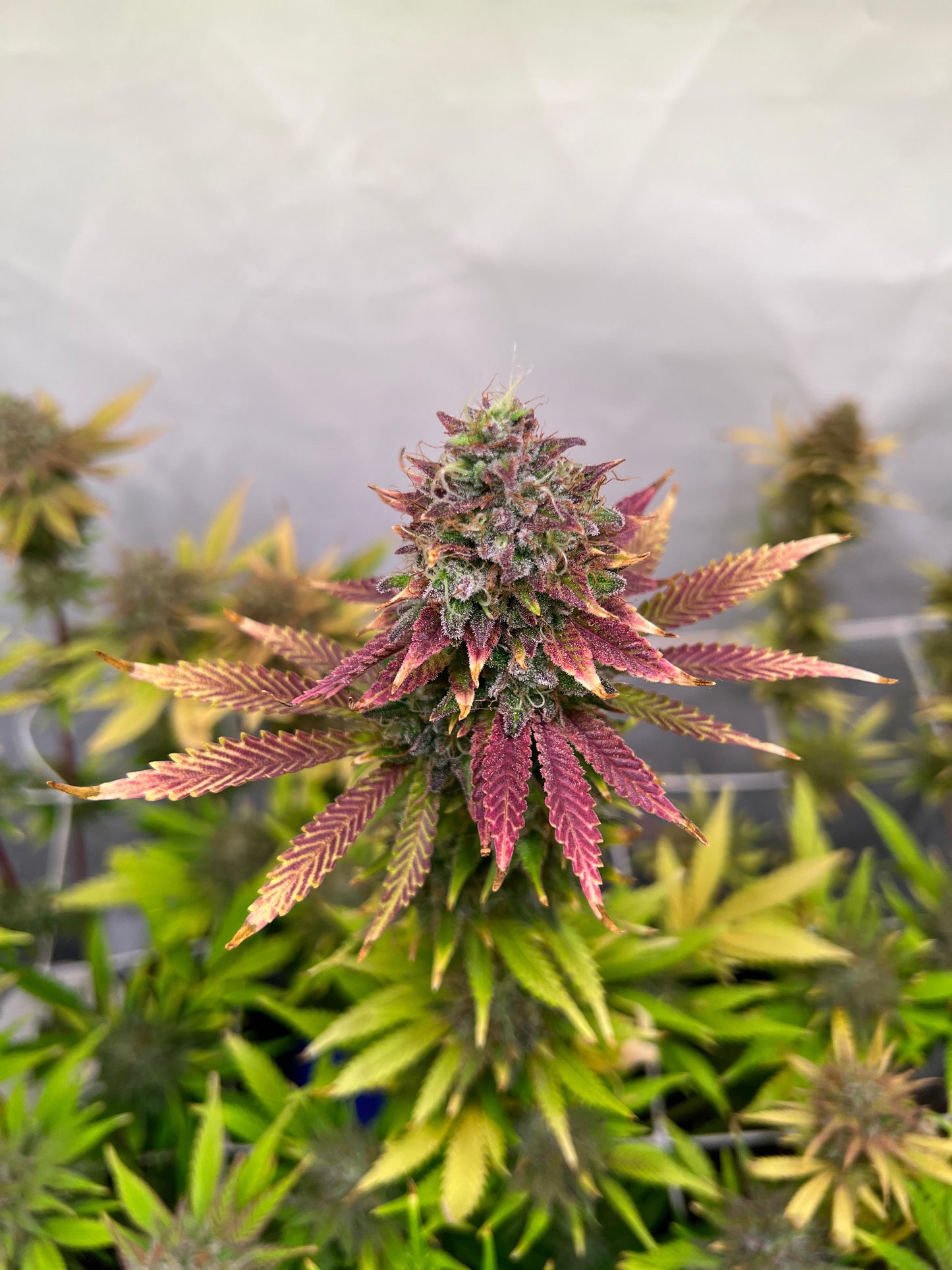 Black Domina x New York Diesel (SweetGreens Genetics) Samen, feminisiert