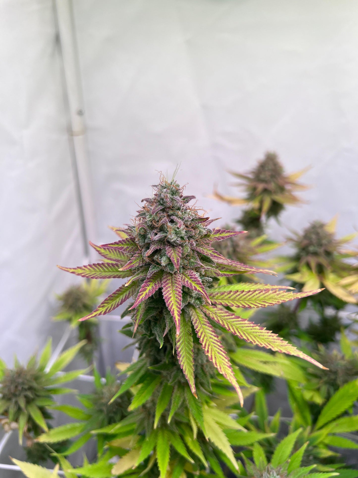 Black Domina x New York Diesel (SweetGreens Genetics) Samen, feminisiert
