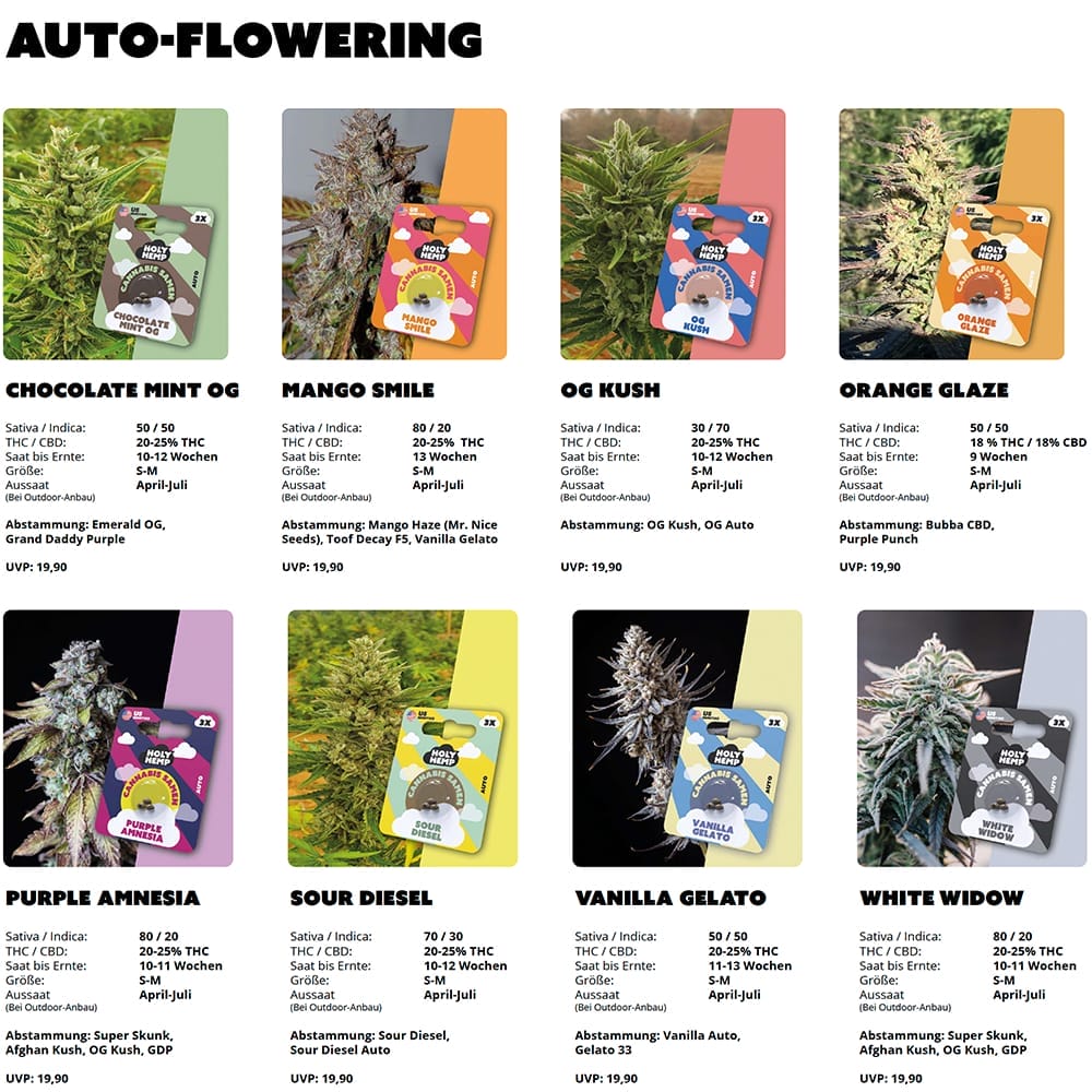 Holy Hemp - Cali Seeds Thekendisplay